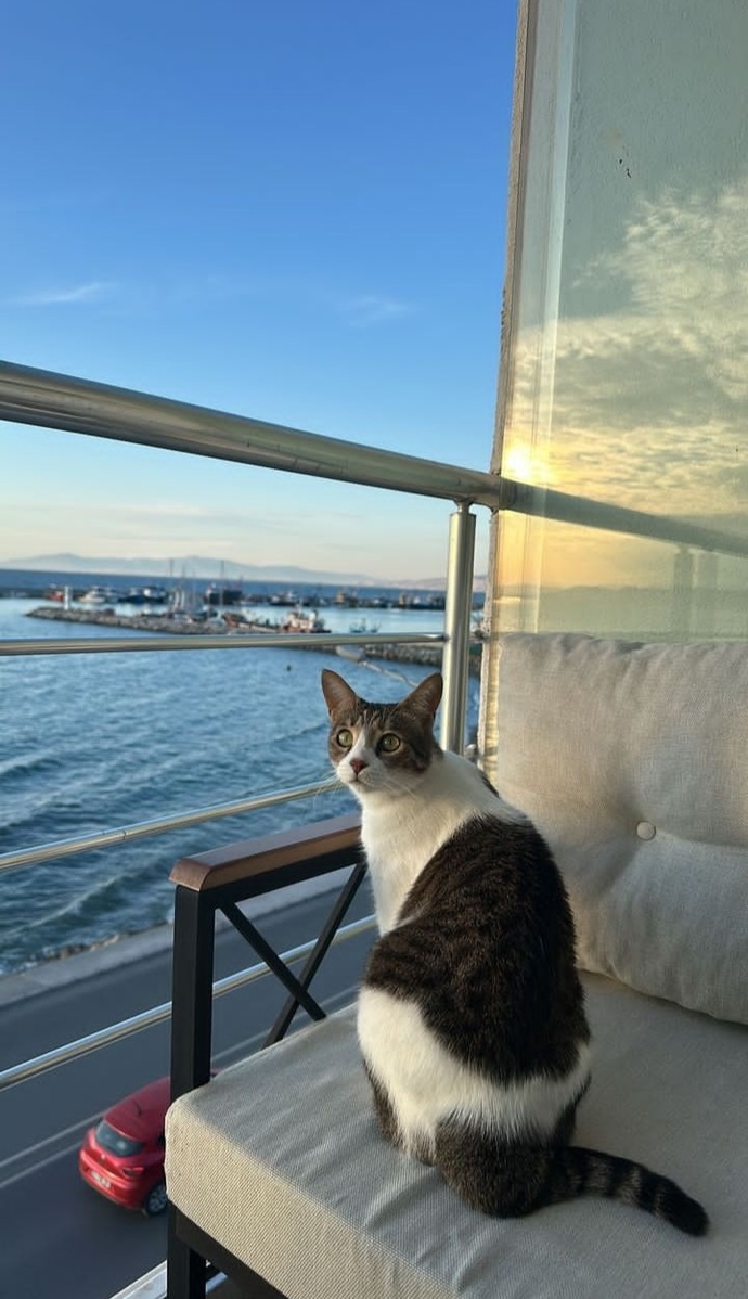 Kedilerle aran nasıl 😻?