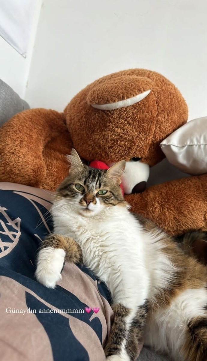 Kedilerle aran nasıl 😻?