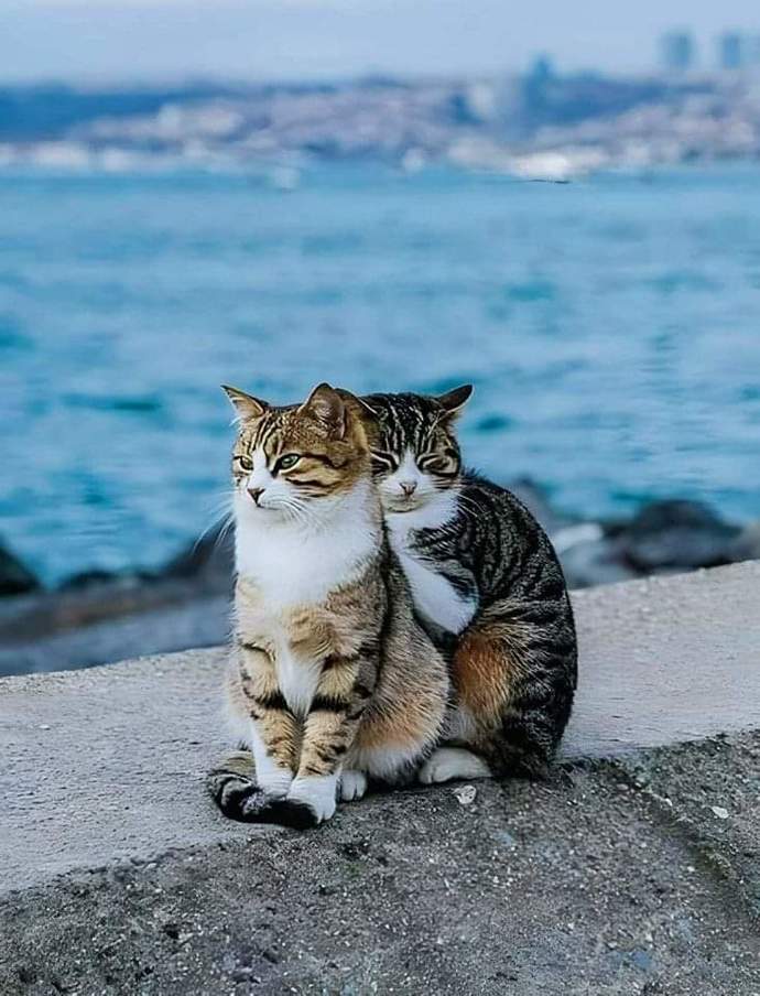 Kedilerle aran nasıl 😻?