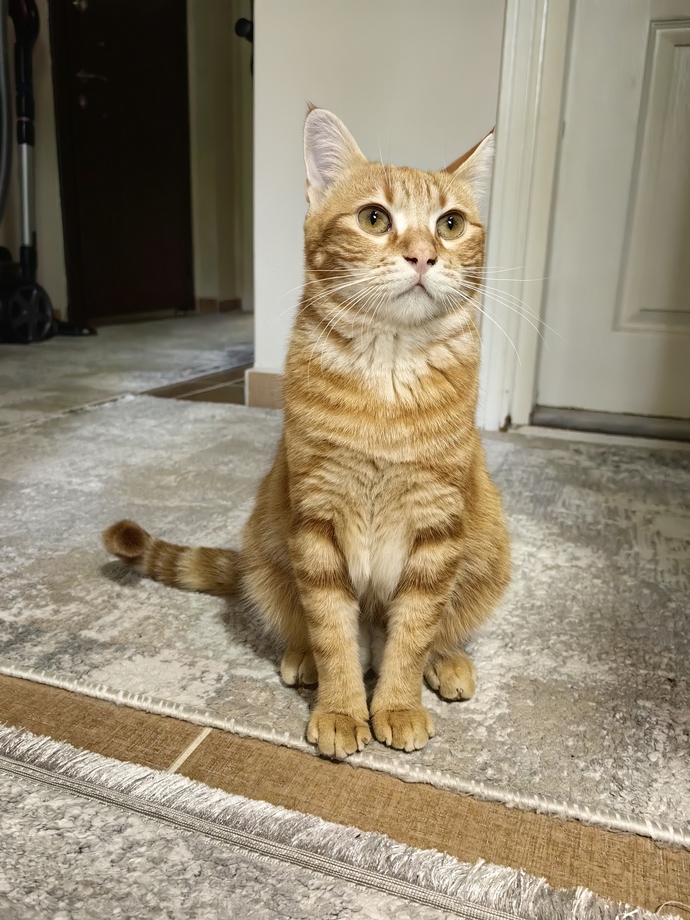 Kedilerle aran nasıl 😻?