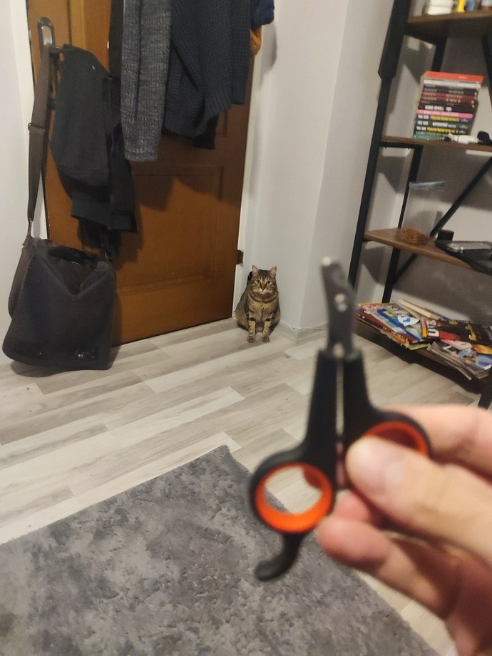 Kedilerle aran nasıl 😻?