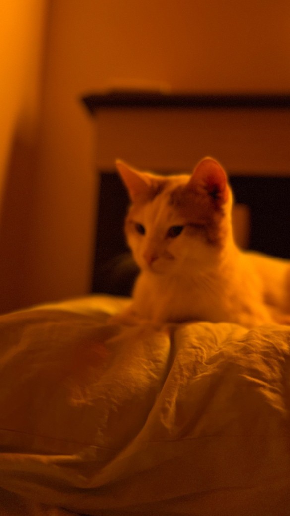 Kedilerle aran nasıl 😻?