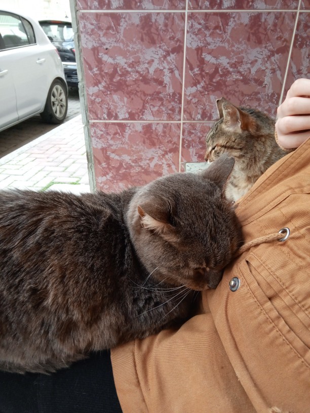 Kedilerle aran nasıl 😻?