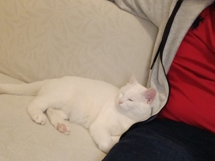 Kedilerle aran nasıl 😻?