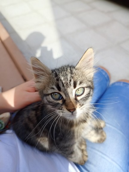 Kedilerle aran nasıl 😻?