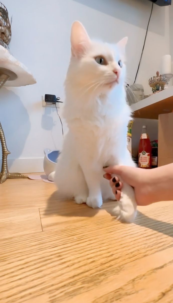 Bu kedi sizin olsa adı ne olurdu?