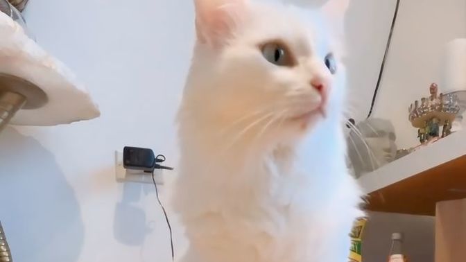 Bu kedi sizin olsa adı ne olurdu?