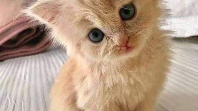 Yavru bir kedi sahiplenseydiniz adını ne koyarsınız?