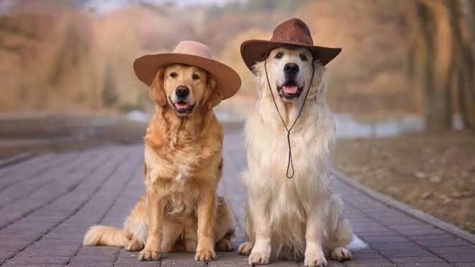 Kedi ve köpek eğiticisi nasıl olunur?