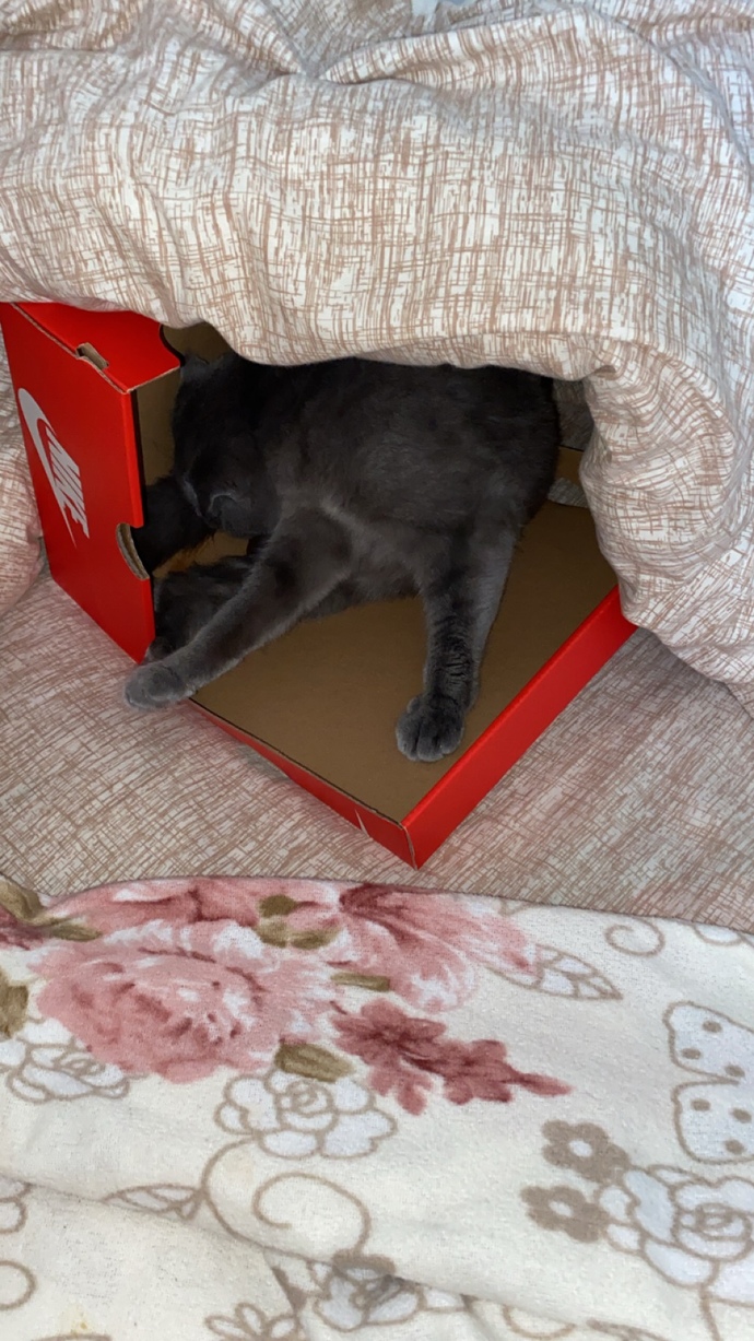 KEDİM DOĞURUYOR?