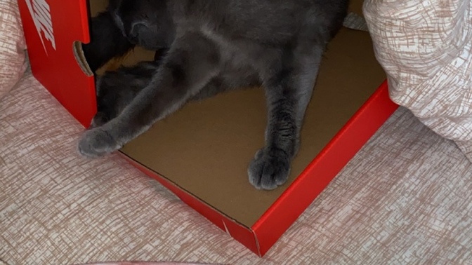 KEDİM DOĞURUYOR?