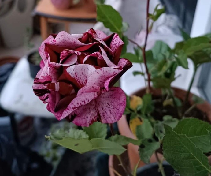 Asla yapmam diyip yapmak zorunda kaldiginiz bisey oldumu?