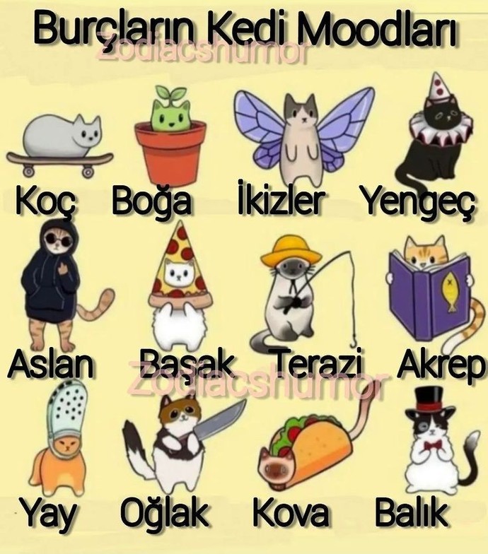 Burcuna göre hangi kedi modundasın?