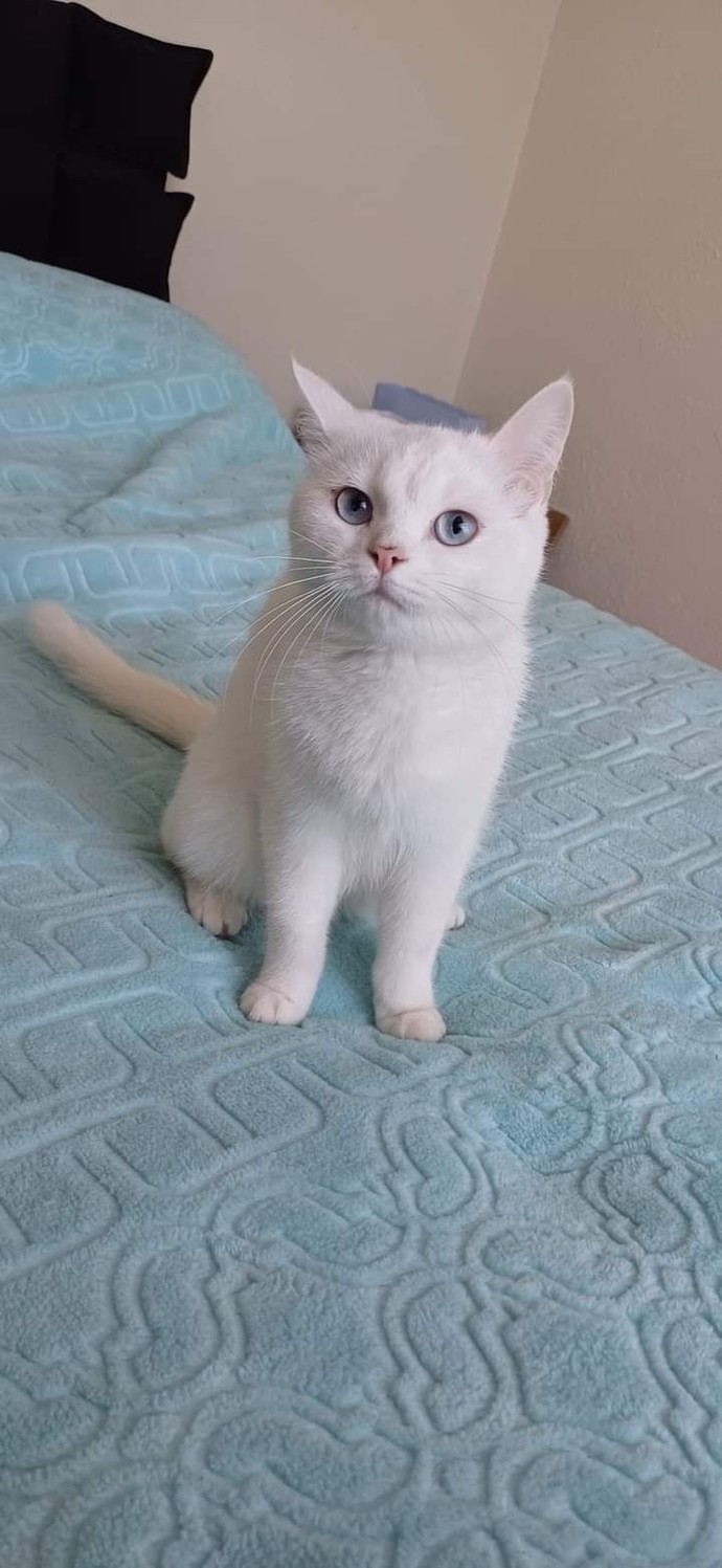 Kimlerin kedisi var 🥺👉🏻👈🏻?