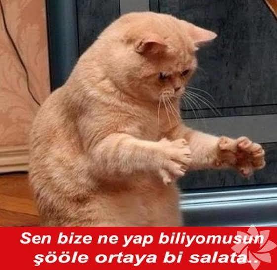 Kimlerin kedisi var 🥺👉🏻👈🏻?