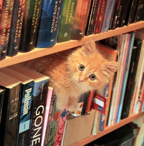 O kadar güzeldi ki keşke yazarı ben olsaydım dediğiniz kitap hangisi?