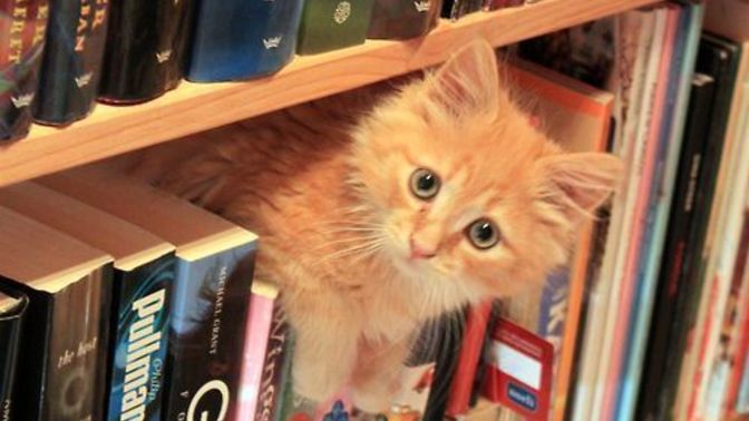 O kadar güzeldi ki keşke yazarı ben olsaydım dediğiniz kitap hangisi?