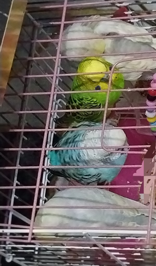 Aşkımı çok seviyorum, sizin böyle bir aşkınız var mı?