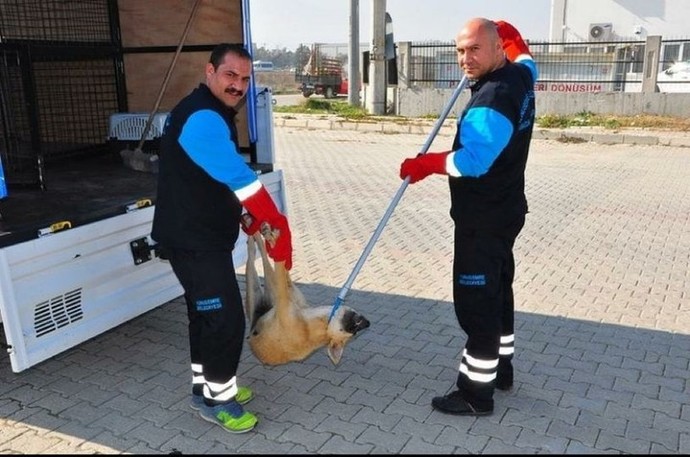 Masum hayvanlar ölüm kamplarına tıkılırken nasıl rahat uyuyorsunuz?