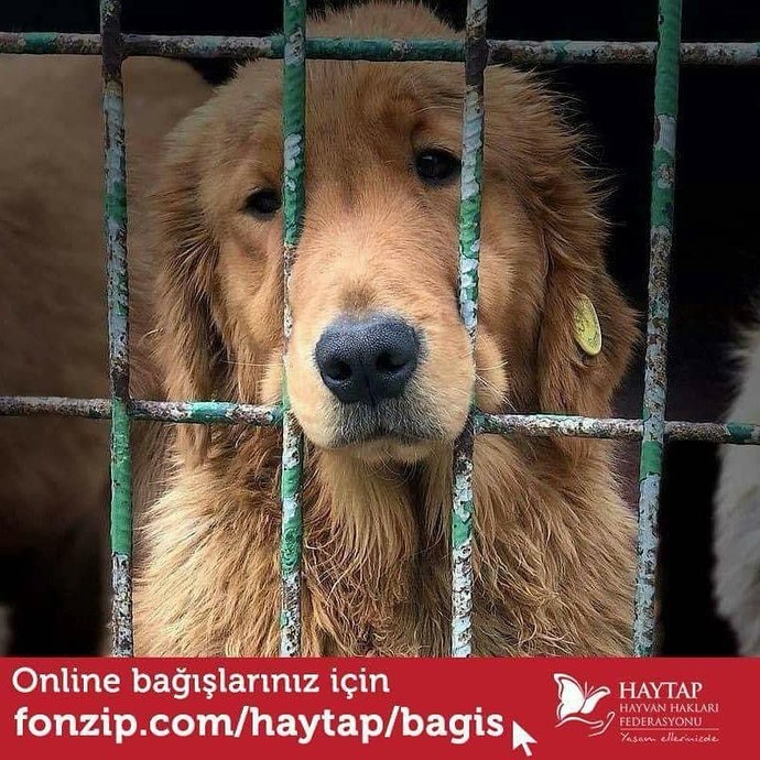 Masum hayvanlar ölüm kamplarına tıkılırken nasıl rahat uyuyorsunuz?