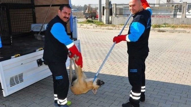 Masum hayvanlar ölüm kamplarına tıkılırken nasıl rahat uyuyorsunuz?
