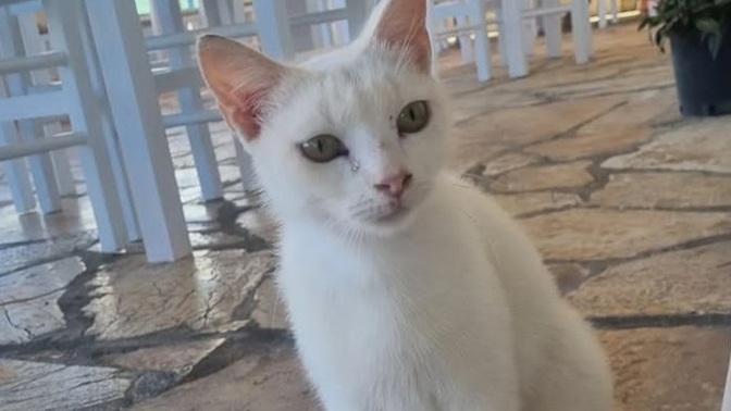 Masum hayvanları öldürenlerin bedeli öbür dünyada nasıl olacak acaba?