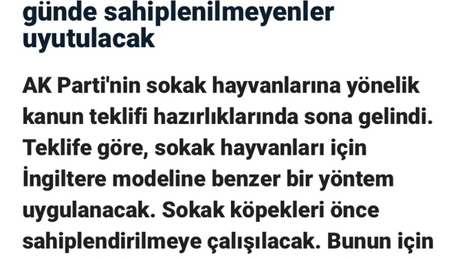 Sokaktaki hayvanların öldürülme kararı hakkında ne düşünüyorsunuz?