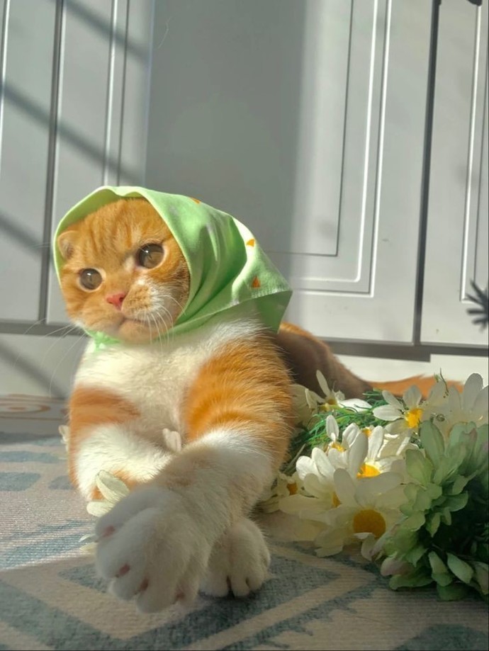 Kedi sahibi olmak mı, çocuk sahibi olmak mı?