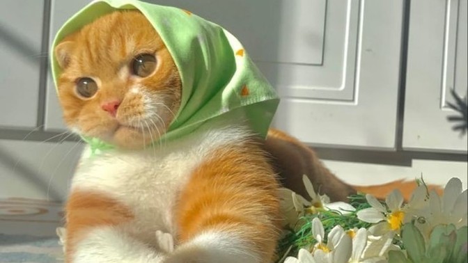 Kedi sahibi olmak mı, çocuk sahibi olmak mı?