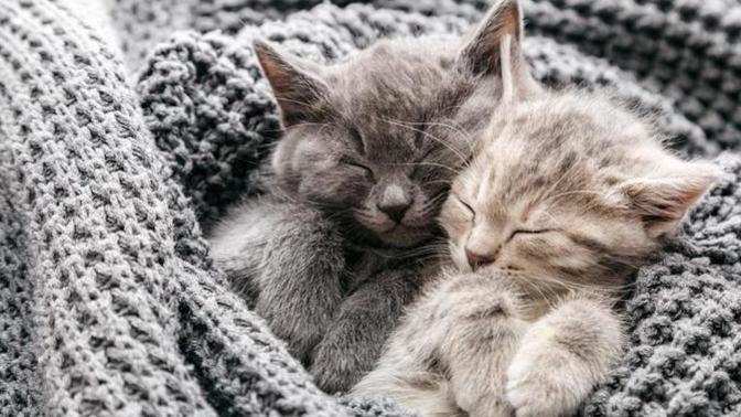 Bir evde tek kedi mi olmalı yoksa yanına arkadaş olsun diye ikinci bir kedi gerekli mi?