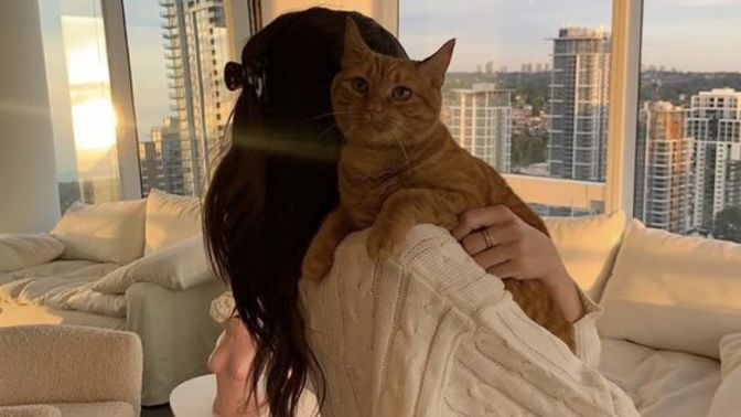 Eve yeni gelen kedi için neler yapılır?