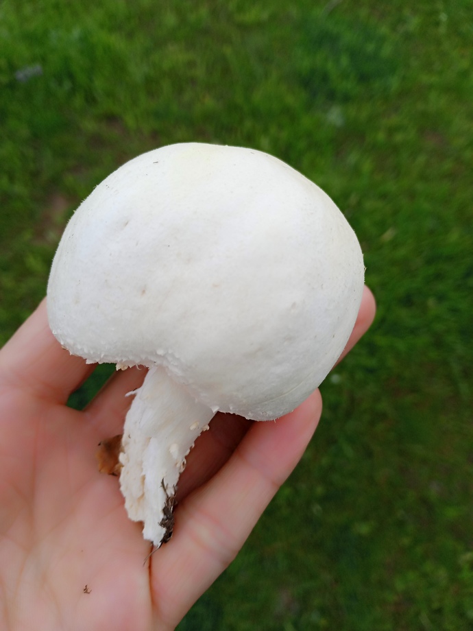 Bu mantarın zehirli olup olmadığını nasıl anlarım?