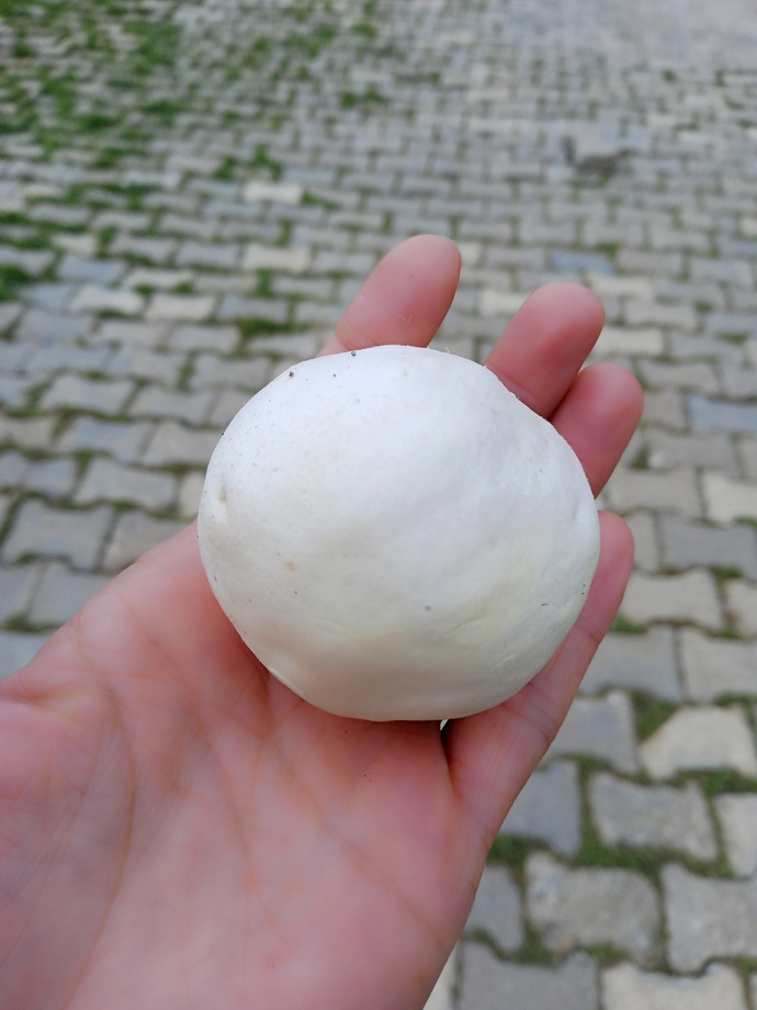 Bu mantarın zehirli olup olmadığını nasıl anlarım?