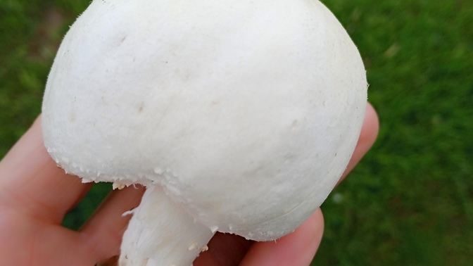 Bu mantarın zehirli olup olmadığını nasıl anlarım?