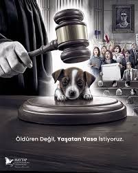 AKP, sokaktaki hayvanları öldürme kararı aldı. Bu konu hakkında ne düşünüyorsunuz?