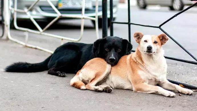Sokak köpekleri yasa tasarısı hakkında ne düşünüyorsunuz?
