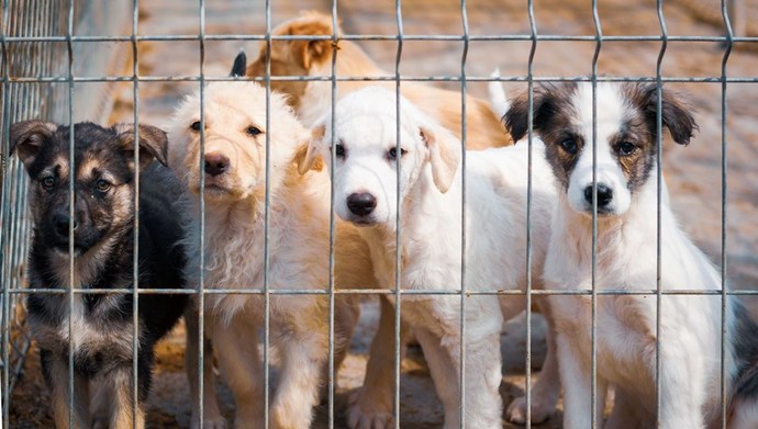Sokak köpekleri yasa tasarısı hakkında ne düşünüyorsunuz?