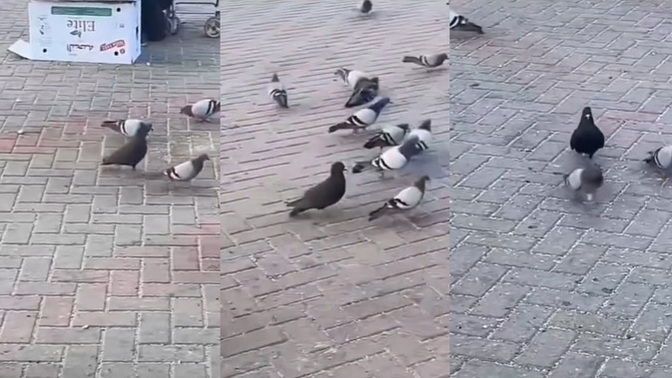 Erkek dedigin "Hayır" dan anlamaz Şöyle takip eder ve zorlar, Erkekler siz sevdiginizin pesinden kosar misiniz?