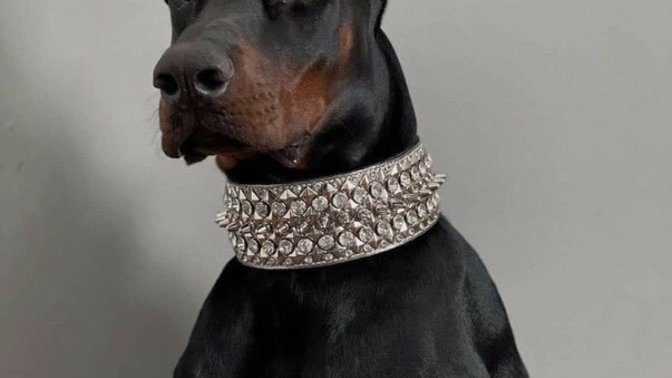 Köpekleri seviyor musun?