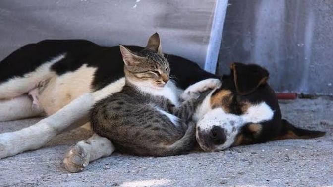 Sokakta ki canları uyutacaklar bu konu hakkında ne düşünüyorsun?