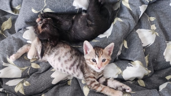 Bunlar benim bebeklerim dediğiniz neleriniz var?
