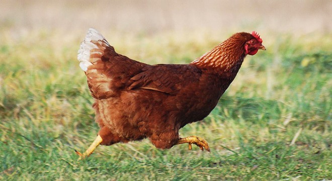 Mersin Toroslar ilçesinde bir kişinin tavuğa tecavüz ettiği görüntüler sosyal medyada gündem oldu! Sizce ne ceza verilmeli?