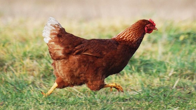 Mersin Toroslar ilçesinde bir kişinin tavuğa tecavüz ettiği görüntüler sosyal medyada gündem oldu! Sizce ne ceza verilmeli?