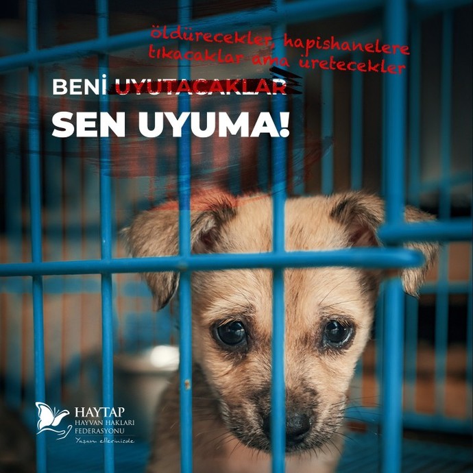 Sokak köpekleri sizce uyutulmalı mı?