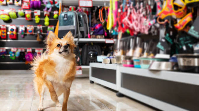 Pet shop'a ne sıklıkla uğruyorsunuz?
