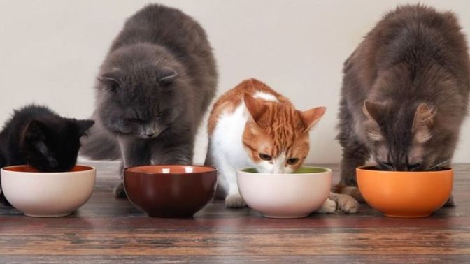 En iyi kedi maması hangisi?