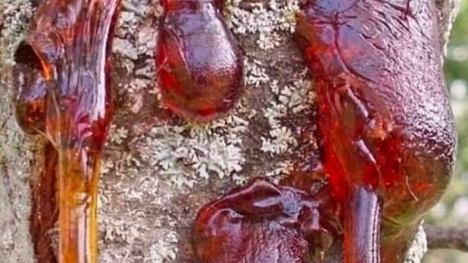 Hiç meyve ağaçlarından akan reçine sakızı çiğnedinizmi?