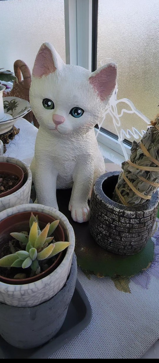 Hiç kedi olmak istediniz mi?