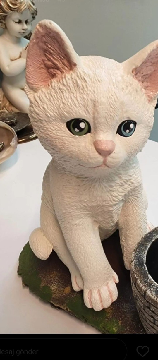 Hiç kedi olmak istediniz mi?
