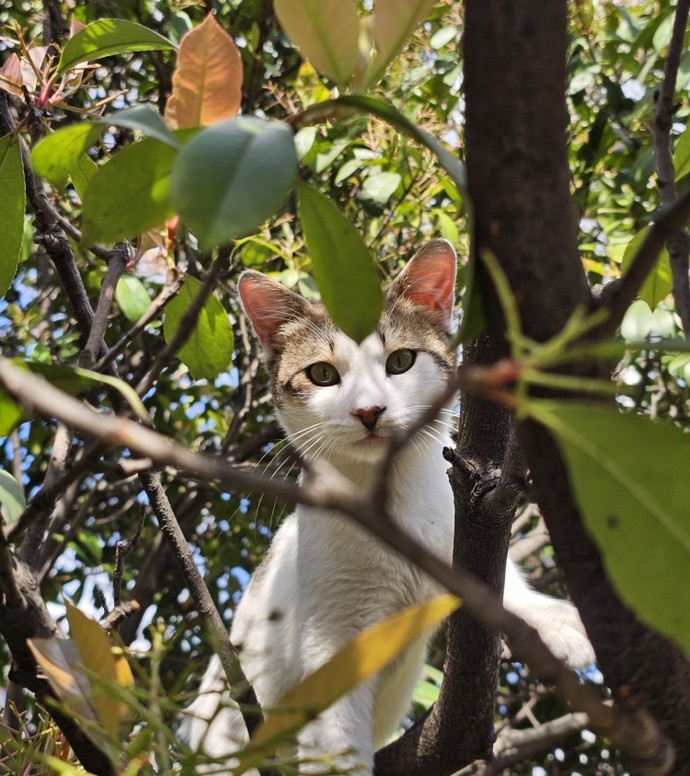 Hiç kedi olmak istediniz mi?